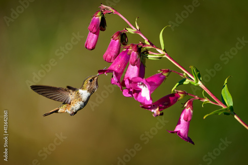 Volcano Hummingbird - Selasphorus flammula very small hummingbird which breeds only in the mountains of Costa Rica and Chiriqui, Panama. Flying and feeding on nectar on the nice blossom