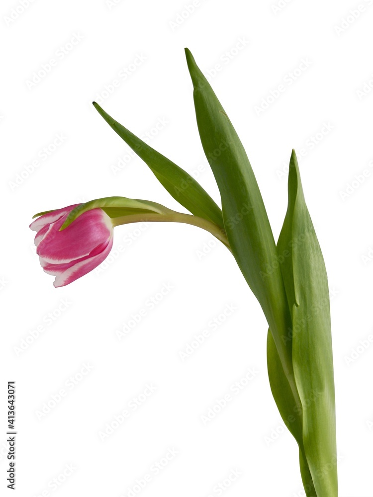 pretty multicolor tulips close up pretty multicolor tulips close up