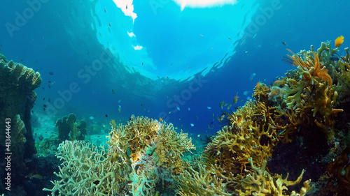 Wallpaper Mural Reef Coral Tropical Garden. Tropical underwater sea fish. Colourful tropical coral reef. Philippines. Torontodigital.ca