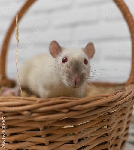 Siamese pet rat in a basket