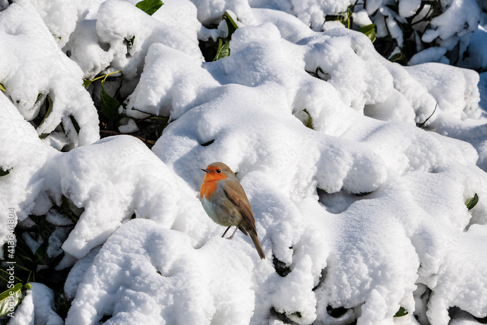 European Robin - Erithacus rubecula sitting, perching in snowy winter, spruce with the snow in the background European Robin - Erithacus rubecula sitting, perching in snowy winter, spruce with the snow in the background