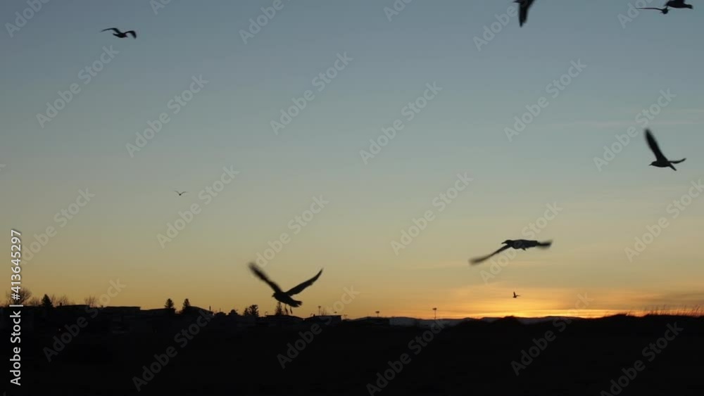 Seagulls taking off over small town houses slow motion dawn Seagulls taking off over small town houses slow motion dawn