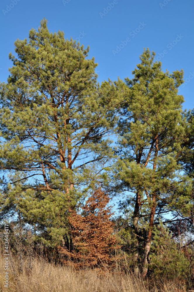 Pine trees grow in nature