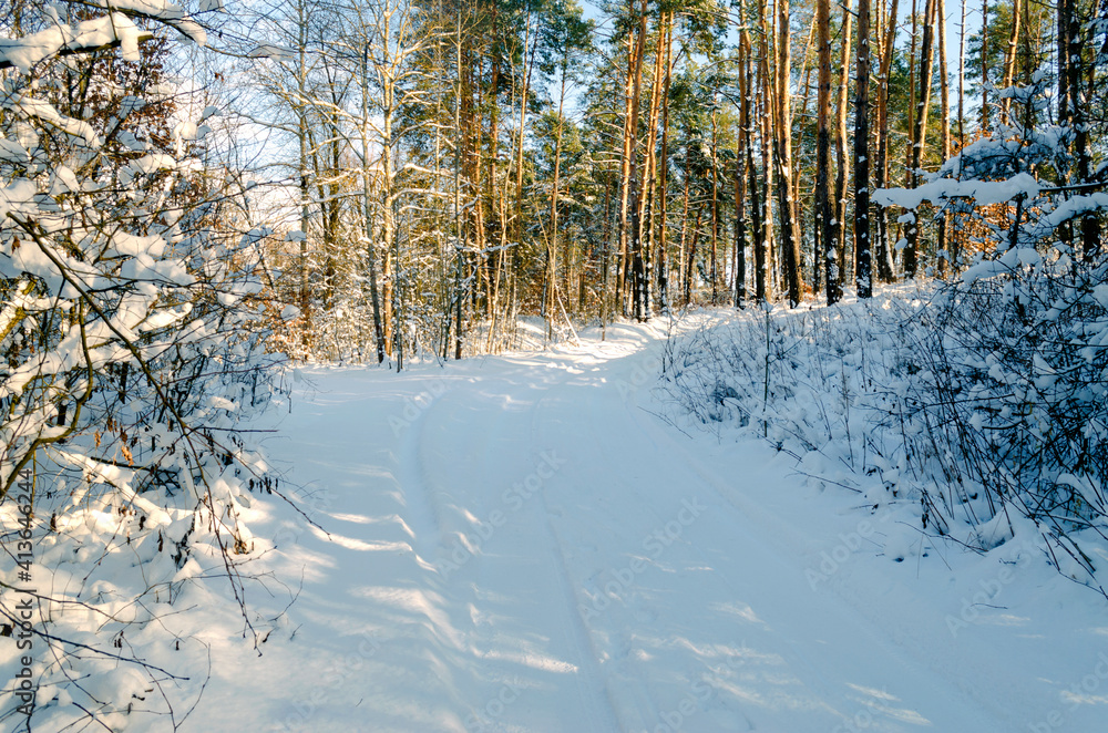 Road through the snowy forest in winter