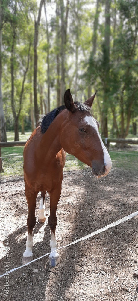 Obraz premium horse´s head foreground