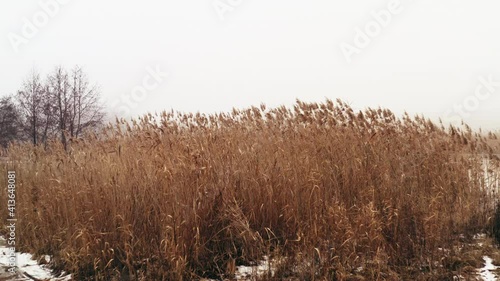 Crane Dolly shot of the river bank, overgrown with dry cane during the thaw and melting of ice. Melting ice on a small river in foggy weather. photo