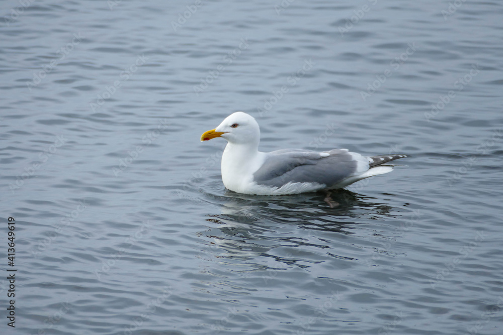 Swimming Seagull