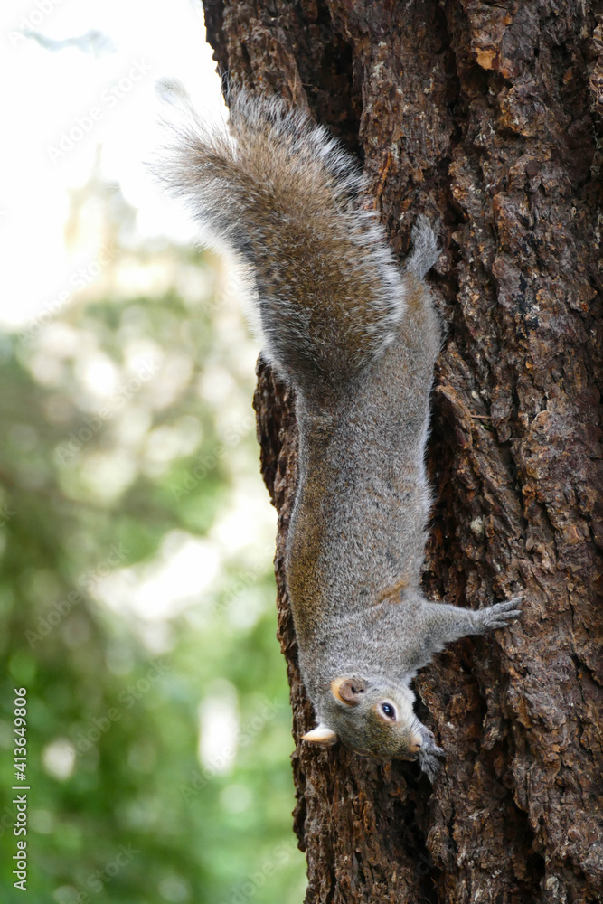 Close-up of a Squirrel climbing down a tree. Close-up of a Squirrel climbing down a tree.