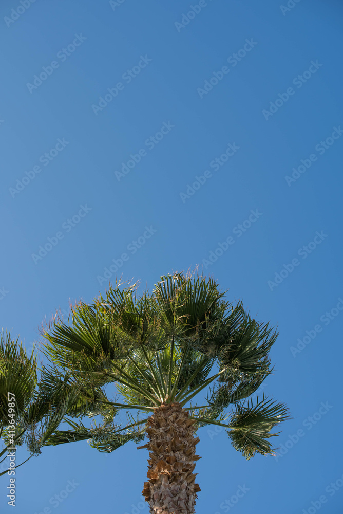 Green palm tree on blue sky background Green palm tree on blue sky background
