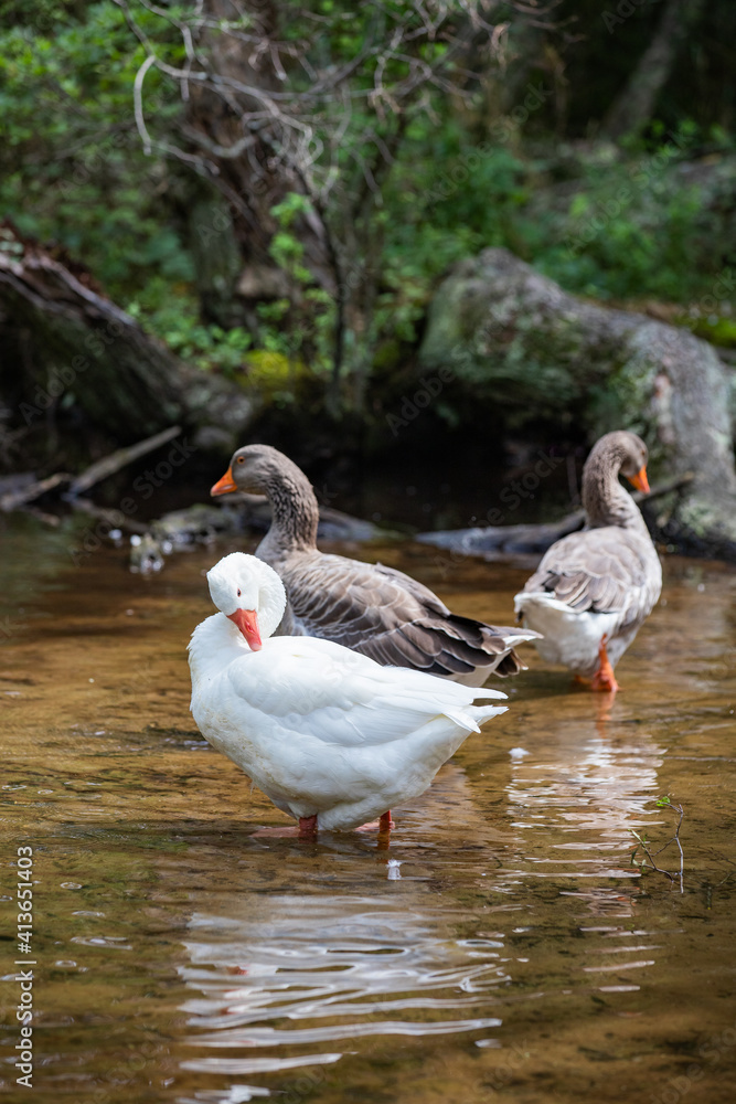 Ducks and Geese outside in a pond during the day Ducks and Geese outside in a pond during the day