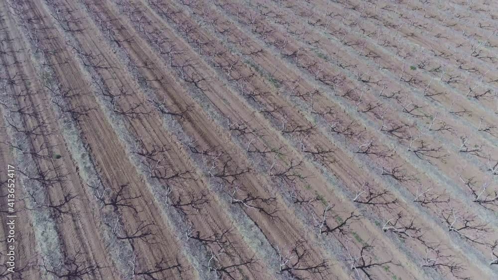 Aerial forward motion over peach orchard blossom trees plantation, rural fields cultivated land, countryside landscape agriculture scenery Aerial forward motion over peach orchard blossom trees plantation, rural fields cultivated land, countryside landscape agriculture scenery
