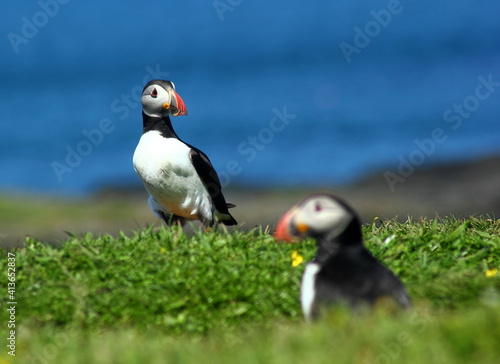 Tablou pe pânză Common Puffins, Island of Lunga, West coast of Scotland 19th July 2015