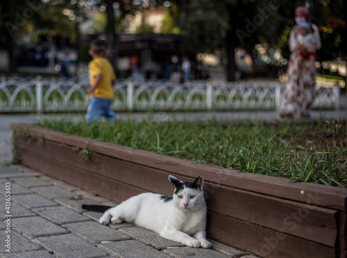 Cat in Istanbul