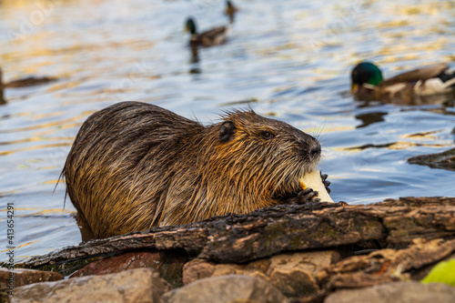 Coypu nutria near river Vltava in summer in Prague