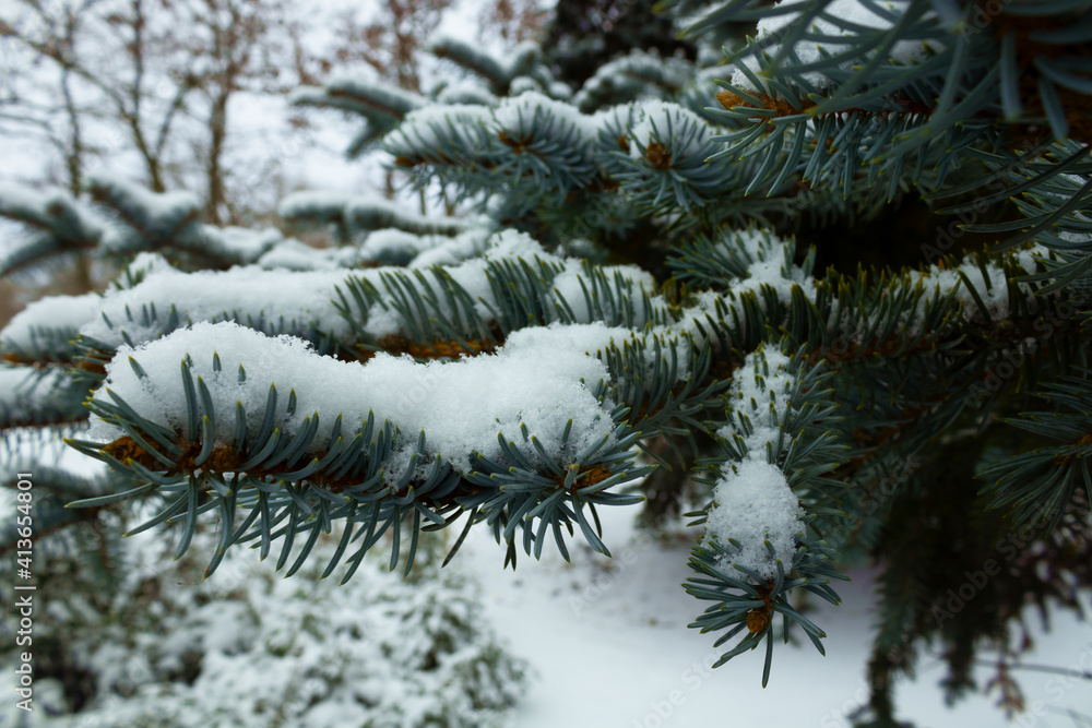 close-up of green-blue spruce branches covered with snow, against the background of a winter landscape
