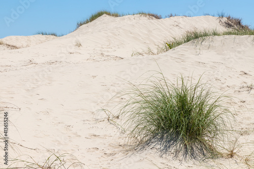 Vegetation and dunes photo