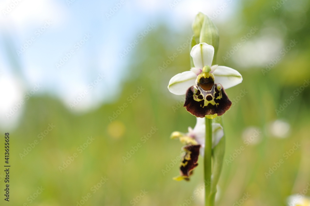 Ophrys bourdon Ophrys bourdon
