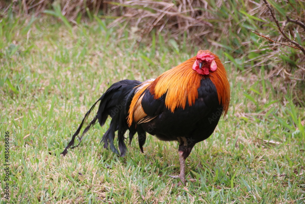 Fototapeta premium rooster on the farm