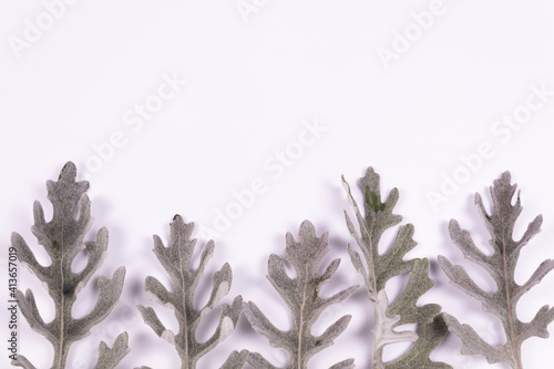 five gray-white leaves are laid out in a row