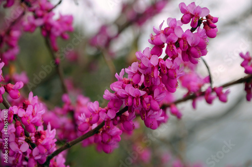 beautiful flowering branches cersis juda tree pink bloom in the spring garden