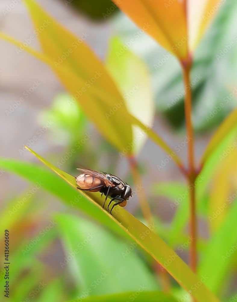 fly on a green leaf fly on a green leaf