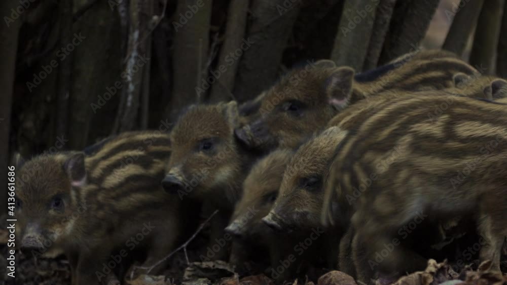 Closeup young wild boars Sus scrofa calm piggy gathering together in dark woods. Wildlife tranquil scene of animals of long furry. Strong nose and well smell sense to search food in omnivorous mammal Closeup young wild boars Sus scrofa calm piggy gathering together in dark woods. Wildlife tranquil scene of animals of long furry. Strong nose and well smell sense to search food in omnivorous mammal