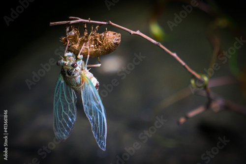 Murais de parede cicada emerges from its exoskeletin in the night revealing its vibrant transpare