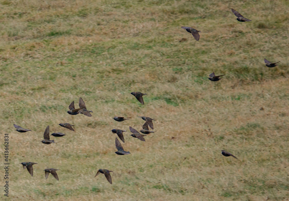 a flock of brightly coloured luminescent starlings on the wing a flock of brightly coloured luminescent starlings on the wing