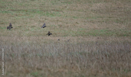starlings approach landing on grassland 