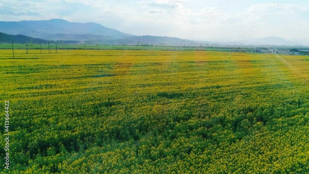 Beautiful nature, aerial forward motion view over agricultural countryside scenery with blooming canola oilseed yellow field and blue sky, sunny day horizon Beautiful nature, aerial forward motion view over agricultural countryside scenery with blooming canola oilseed yellow field and blue sky, sunny day horizon
