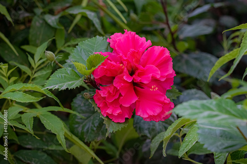 Hibiscus - China rose 