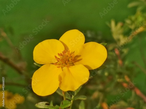 yellow flowers