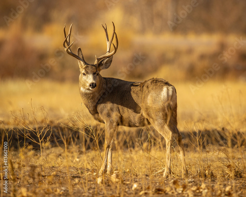 Mule Deer Trophy buck in field 