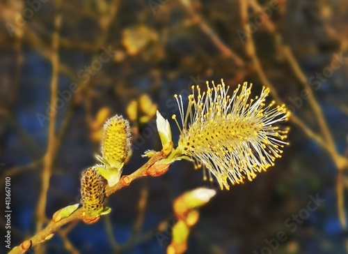 flower bud