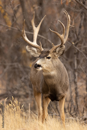 Mule Deer Trophy Buck portrait