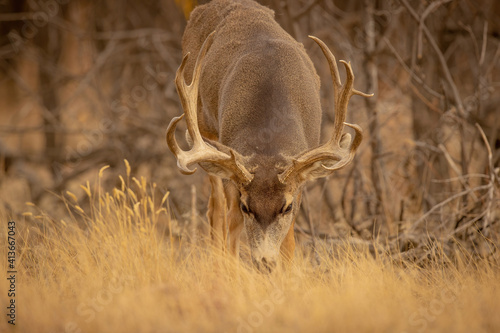 Whitetail Deer Trophy Buck with head down