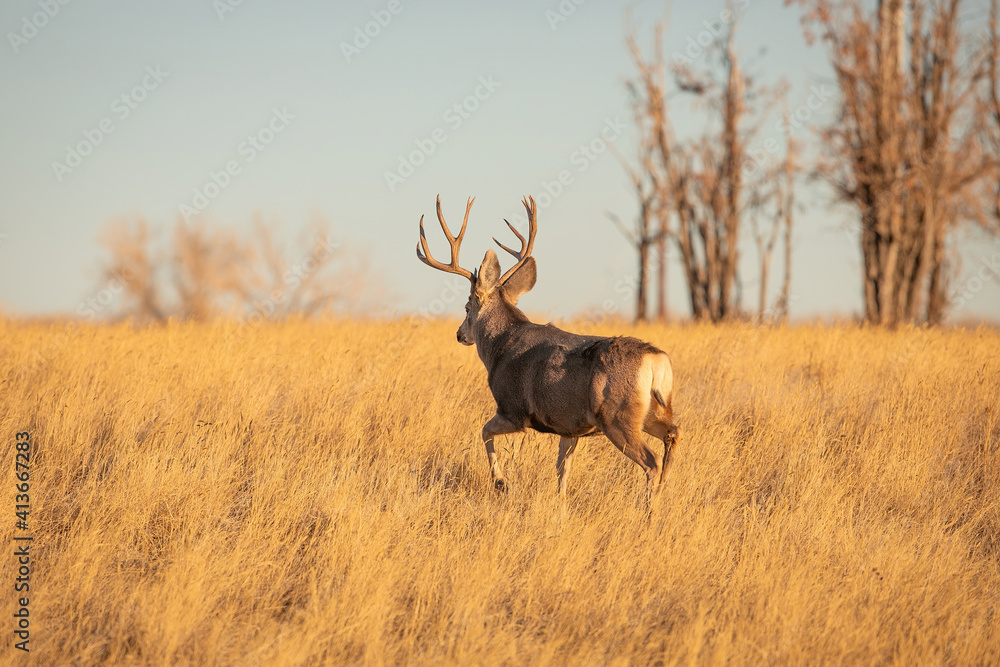 Mule Deer Trophy buck walking in field Mule Deer Trophy buck walking in field