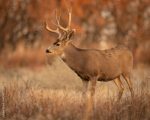 Mule Deer buck in woods