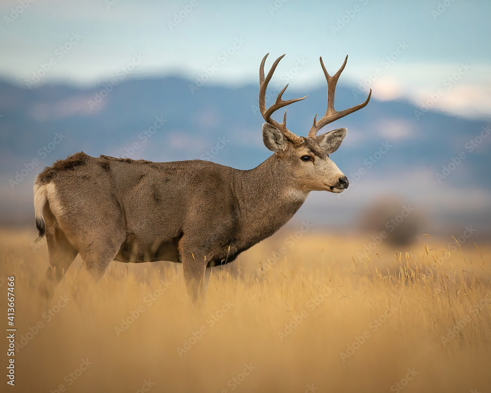 Mule Deer Buck in field Mule Deer Buck in field