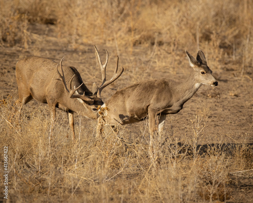 Fotografija Mule Deer Buck sniffing estrus doe