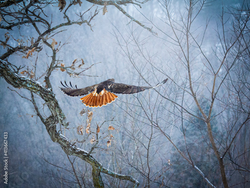 Tableau sur toile Red-tailed Hawk in Flight