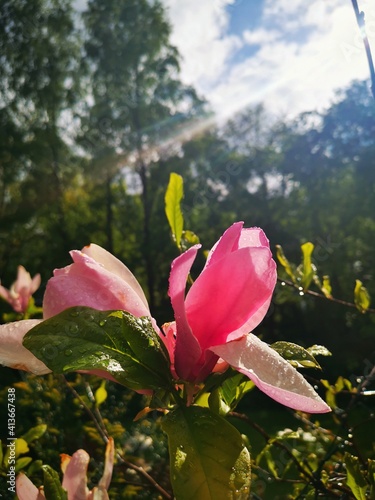 pink lotus flower