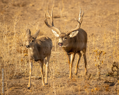 Foto Mule Deer Buck trailing doe in heat