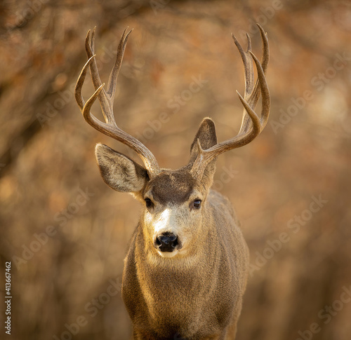 Mule Deer Buck closeup