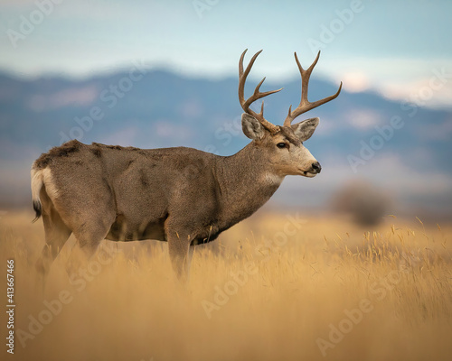Mule Deer Buck in field