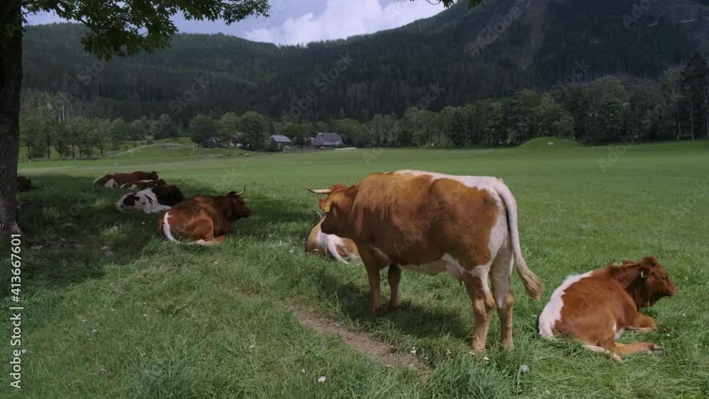 Cow on mountain meadow. Native Slovenian brown cattle Cika grazing on pasture in European Alpine valley of Jezersko Cow on mountain meadow. Native Slovenian brown cattle Cika grazing on pasture in European Alpine valley of Jezersko