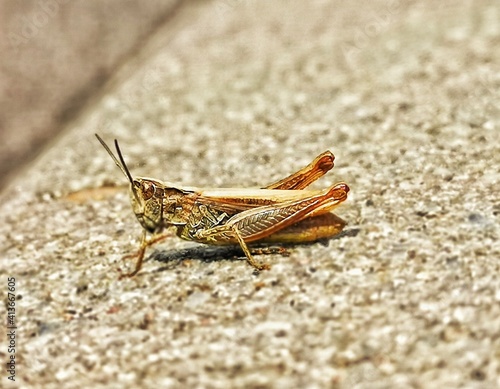 grasshopper on the ground