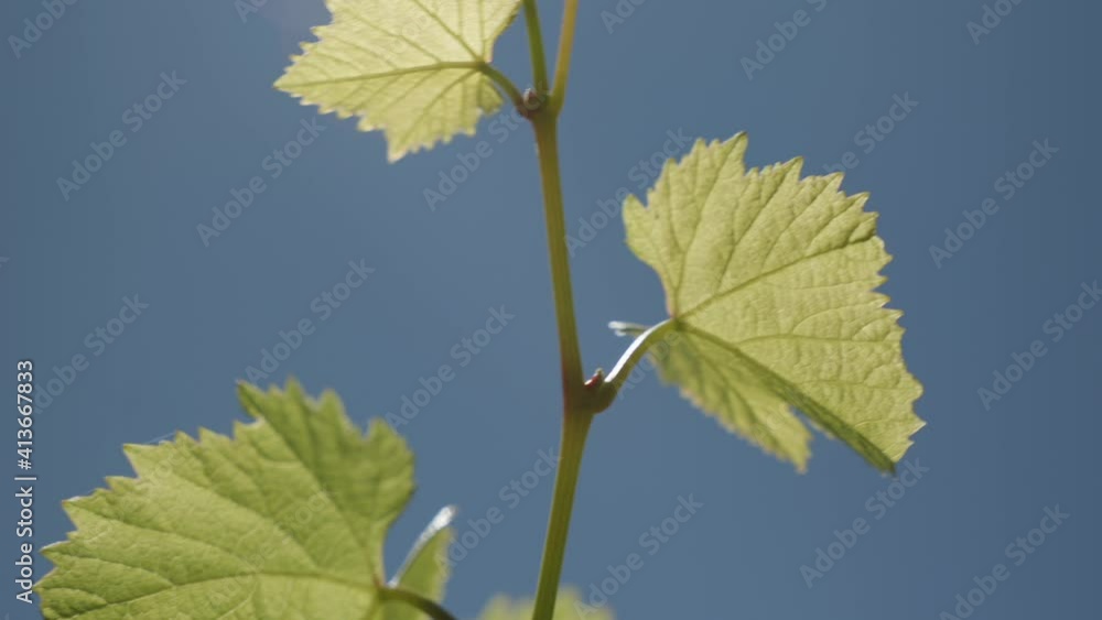 Closeup of vine leaves in the sunlight with a blue sky Closeup of vine leaves in the sunlight with a blue sky