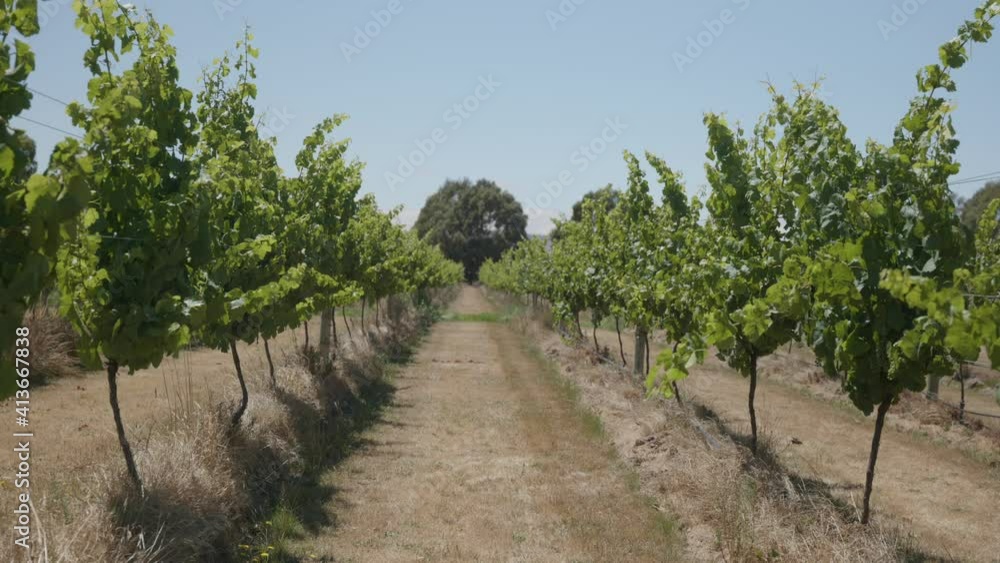 Looking down a row of green lush vines in a vineyard with well manicures rows Looking down a row of green lush vines in a vineyard with well manicures rows