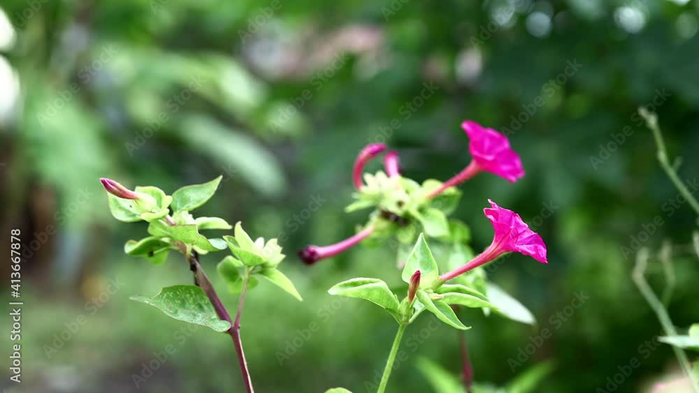 Mirabilis jalapa, the marvel of Peru or four o'clock flower, is the most commonly grown ornamental species of Mirabilis plant, and is available in a range of colour Mirabilis jalapa, the marvel of Peru or four o'clock flower, is the most commonly grown ornamental species of Mirabilis plant, and is available in a range of colour